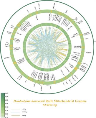 Mitochondrial genome insights into the spatio-temporal distribution and genetic diversity of Dendrobium hancockii Rolfe (Orchidaceae)